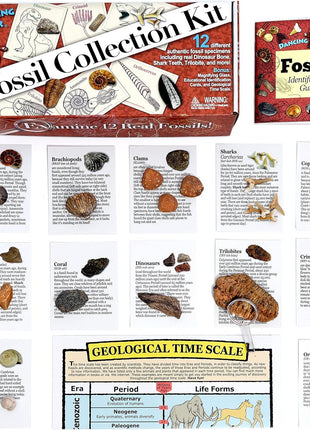 DANCING BEAR Fossil Collection Kit (12 pc Set) Real Shark Teeth, Dinosaur Bone, Coprolite (Poop!), Fossil ID Book, STEM Science Set