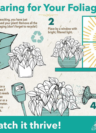 Altman Plants Live Houseplants (12PK), Indoor Plants for Delivery Prime, Live Plants and Gardening Gifts for Plant Lovers, Planters for Indoor Plants with Potting Soil, Live House Plants Indoors Live