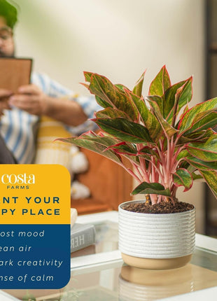 Costa Farms Chinese Evergreen Live Plant in Decorative Pot, Easy to Maintain, Air Purifying Indoor Houseplant, Home, Room, or Office Decor, House Warming or Birthday Gift, 12-18 Inches Tall