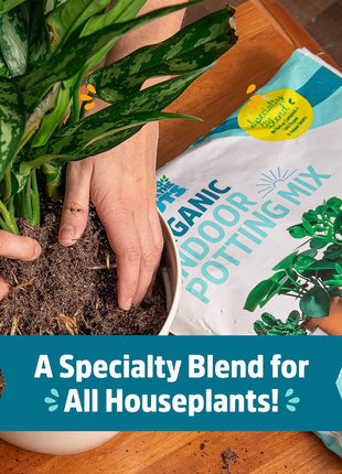 Back to the Roots 100% Organic Indoor Potting Mix (6 Quart), Promotes Healthy Houseplant Growth, Made in The USA