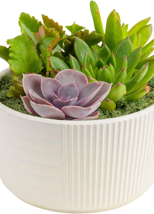Costa Farms Live Succulents Garden, Assorted Plant Varieties in Decorative Pot, Easy to Maintain Succulent Indoor Houseplants, Room Decor, House Warming or Birthday Gift, 6 Inches Tall