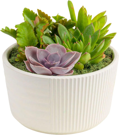 Costa Farms Live Succulents Garden, Assorted Plant Varieties in Decorative Pot, Easy to Maintain Succulent Indoor Houseplants, Room Decor, House Warming or Birthday Gift, 6 Inches Tall