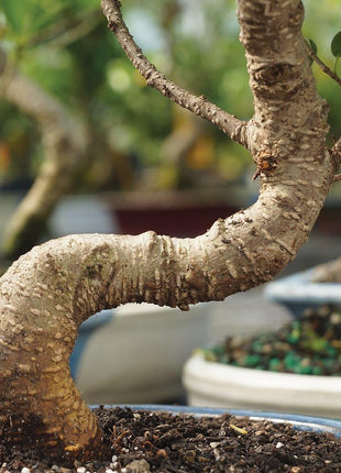 Brussel's Bonsai Live Golden Gate Ficus Indoor Bonsai Tree - Small, 4 Years Old, 5 to 8 In - Live Bonsai Tree in Ceramic Bonsai Pot with Humidity Tray