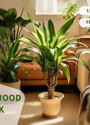 Brazilian Lucky Tree Plants, Bamboo and Trays, Small Plant desks, Good Luck Offices, Kitchens, Living Rooms, Home Decorations, Brazilian Lucky Tree