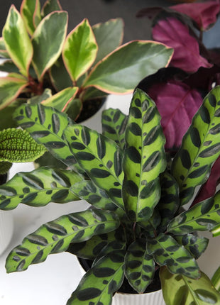 Pet Friendly House Plant Decor 3-Pack, Dog & Cat Safe Plants in 4 inch White Pots for Home & Office, Grower's Choice Live Houseplants, Approx. 9 inch Tall, Peperomia, Calathea & More by Plants for Pets