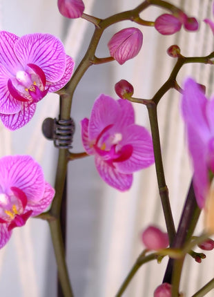 Premium Purple Live Orchid Plant Blooming in 3.5 inch Blue & White Orchid Pot, Live Plants, Houseplant Gifts, Approx. 16 inch Tall, Pet Friendly Houseplants, Phalaenopsis Moth Flower by Plants for Pets