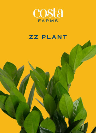 Costa Farms ZZ Live Plant in Plastic Pot, Easy to Maintain, Air Purifying Indoor Houseplant, Perfect for Home, Room, or Office Decor, Great House Warming or Birthday Gift, 12-20 Inches Tall