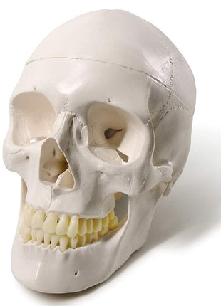 EVOTECH SCIENTIFIC Human Adult Skull Anatomical Model, Medical Quality, Life Size (9 inch Height) - 3 Part - Removable Skull Cap - Shows Most Major Foramen, Fossa, and Canals - for Medical Student