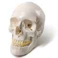 EVOTECH SCIENTIFIC Human Adult Skull Anatomical Model, Medical Quality, Life Size (9 inch Height) - 3 Part - Removable Skull Cap - Shows Most Major Foramen, Fossa, and Canals - for Medical Student