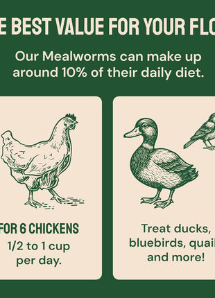 Hatortempt Dried Mealworms - Non-GMO & Organic - High-Protein Mealworms for Wild Bird Food, Ducks & Chickens (5lb)