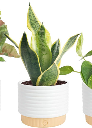Costa Farms Live Indoor Plants in Decorative Pots, Easy to Maintain, Air Purifying Houseplants, Assorted Varieties, Room or Home Decor, House Warming Gift, 8-12 Inches Tall, Pack of 3
