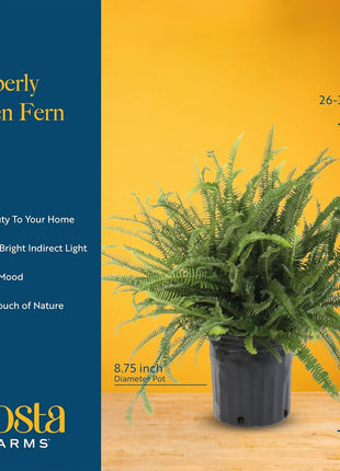Costa Farms Kimberly Queen Fern Live Plant in Plastic Pot, Large Indoor & Outdoor Houseplant, Perfect for Home, Room, or Office Decor, Great House Warming or Birthday Gift, 2-3 Feet Tall