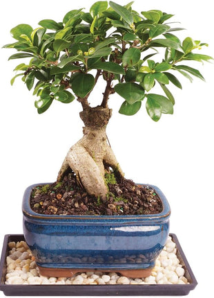 Brussel's Bonsai Live Ginseng Grafted Ficus Indoor Bonsai Tree - Medium, 6 Year, 8 to 12 In - Live Bonsai Tree in Ceramic Bonsai Pot and Humidity Tray