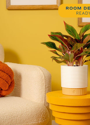 Costa Farms Chinese Evergreen Live Plant in Decorative Pot, Easy to Maintain, Air Purifying Indoor Houseplant, Home, Room, or Office Decor, House Warming or Birthday Gift, 12-18 Inches Tall