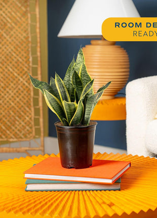 Costa Farms Sansevieria Grower's Choice Snake Live Indoor Plant, 12-Inches Tall, Grower Pot