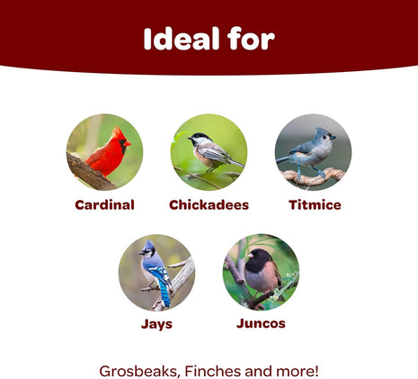 Kaytee Songbird Wild Bird Seed Food, Blended for Grosbeaks, Chickadees, Titmice, Cardinals, Nuthatches & More, 7 Pounds