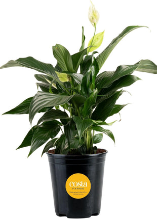 Costa Farms Peace Lily, Live Indoor Plant with Flowers, Air Purifying Houseplant in Nursery Planter Pot, Potting Soil, Thinking of You Gift, Plants Room Decor, 1 Foot Tall
