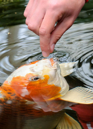 TetraPond Koi Vibrance Soft Sticks, Floating Pond Fish Food for Koi Fish and Ornamental Goldfish, 2.42 Pounds