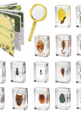 15 Insect specimens,Real Specimens of Various Butterflies and Beetles Made of Resin, Used for Science Classroom Science Education Animal Specimens, Bug Preserved,Oddities, Biology (15 Pcs Beetles)