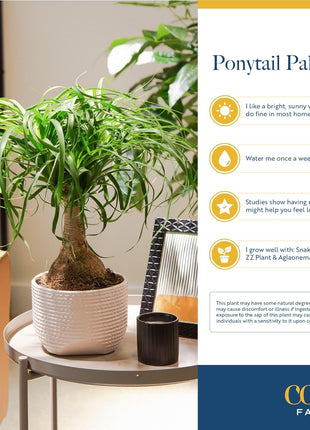 Costa Farms Ponytail Palm Live Plant in Decorative Pot, Easy to Maintain Indoor Houseplant, Perfect for Home, Room, or Office Decor, Great House Warming or Birthday Gift, 12-22 Inches Tall