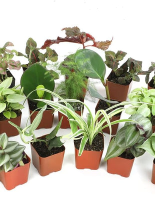 Altman Plants Live Houseplants (12PK), Indoor Plants for Delivery Prime, Live Plants and Gardening Gifts for Plant Lovers, Planters for Indoor Plants with Potting Soil, Live House Plants Indoors Live
