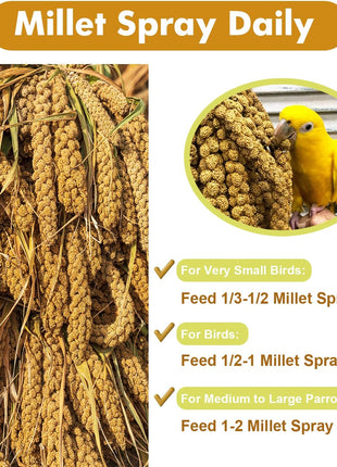Jmxu's Spray Millet Treat for Birds Parakeets, Natural Sun-Dried Birds Millet for Cockatiel, Budgie, Finches, Parrots, Hamster