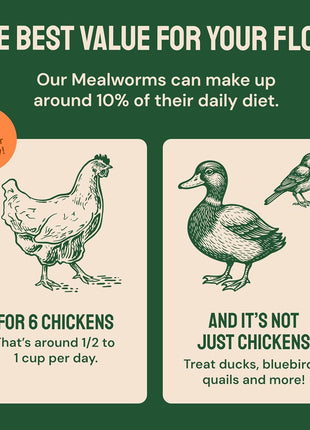 Hatortempt Bulk Dried Mealworms - 10 Lb Bag - Non-GMO Dried Mealworms for Chickens, Ducks & Wild Birds - High-Protein Chicken Feed & Bird Food