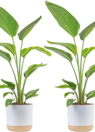 Costa Farms White Bird of Paradise Live Plant in Plastic Pot, Large Indoor Houseplant, Perfect for Home, Room, or Office Decor, Great House Warming or Birthday Gift, 2-3 Feet Tall
