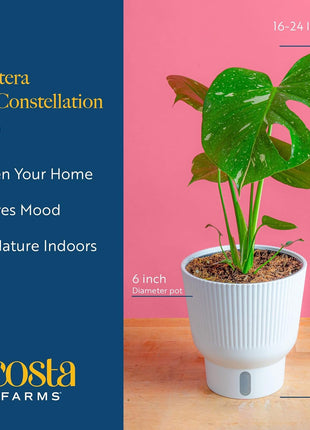 Costa Farms Thai Constellation, Variegated Monstera Live Plant in Self Watering Pot, Indoor Houseplant, Home, Room, or Office Decor, House Warming or Birthday Gift, 12-18 Inches Tall