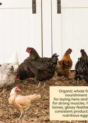 Scratch and Peck Feeds | Layer Mash for Chickens & Ducks | 40 lb Bag | 16% Protein, Corn & Soy Free, Fermentable Whole Grains, Certified Organic & Non-GMO Project Verified, Complete Nutrition