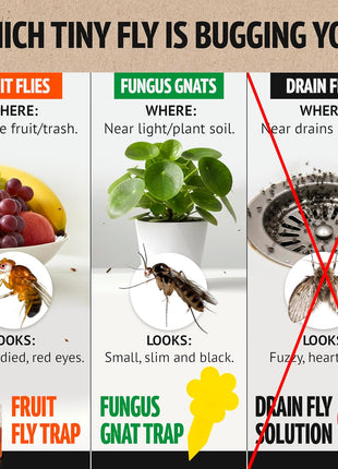 Super Ninja Fruit Fly Traps for Indoors - 4 Pack, Highly Effective Fruit Fly Catcher for Indoor Use for Home & Kitchen, Up to 3 Weeks of Performance per Bottle, Kid & Pet Friendly