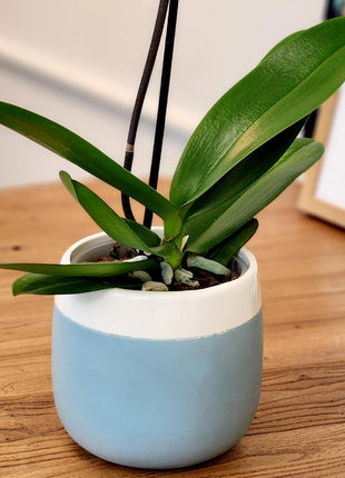 Premium Purple Live Orchid Plant Blooming in 3.5 inch Blue & White Orchid Pot, Live Plants, Houseplant Gifts, Approx. 16 inch Tall, Pet Friendly Houseplants, Phalaenopsis Moth Flower by Plants for Pets