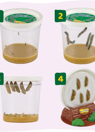 Insect Lore Raise and Release Butterfly Garden Kit – Caterpillar Habitat with redeemable Voucher – STEM-accredited Butterfly Growing Kit for Kids, Classrooms, and Homeschool Learning