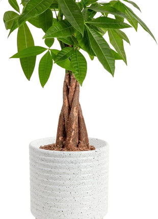 Costa Farms Money Tree Live Plant in Decorative Pot, Air Purifying, Braided Indoor Houseplant, Perfect for Home, Room, or Office Decor, Great House Warming or Birthday Gift, 12-16 Inches Tall