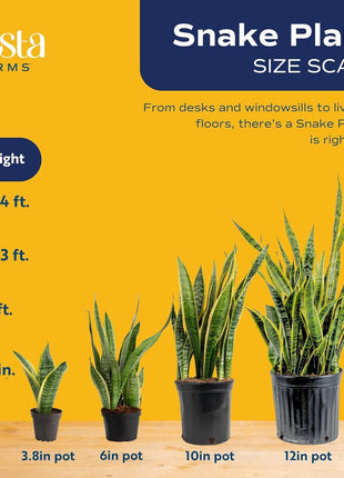 Costa Farms Snake Plant, Live Plants in Plastic Pots, Easy to Maintain, Air Purifying Indoor Succulent Houseplants, Assorted Variety, Home, Room, or Office Decor, Pack of 3, 8-12 Inches Tall