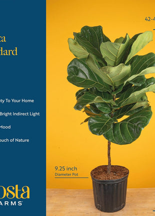 Costa Farms Fiddle Leaf Fig Tree, Ficus Lyrata Live Indoor Plant Potted in Indoor Garden Plant Pot, Potting Soil, Floor Houseplant Gift for Housewarming, Tropical Home or Room Decor, 3-4 Feet Tall
