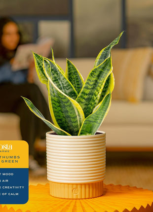 Costa Farms Sansevieria Grower's Choice Snake Live Indoor Plant, 12-Inches Tall, Grower Pot