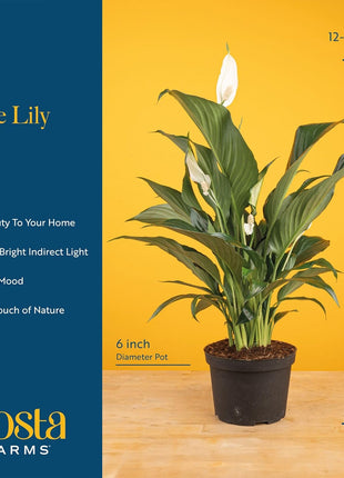 Costa Farms Peace Lily Live Plant in Decorative Pot, Air Purifying Flowering Indoor Houseplant, Perfect for Home, Room, or Office Decor, Great House Warming or Birthday Gift, 14-24 Inches Tall