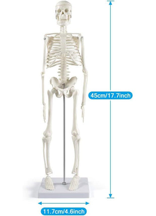 breesky Human Skeleton Model for Anatomy: 17" Human Skeleton Model with Movable Arms and Legs - Scientific Model for Study and Display