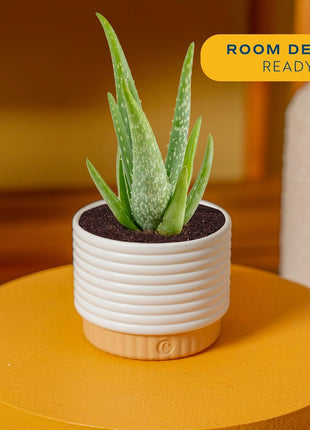 Costa Farms Aloe Vera Live Plant in Decorative Pot, Easy to Maintain, Air Purifying Succulent Indoor Houseplant, Home, Room, or Office Decor, House Warming or Birthday Gift, 12-18 Inches Tall