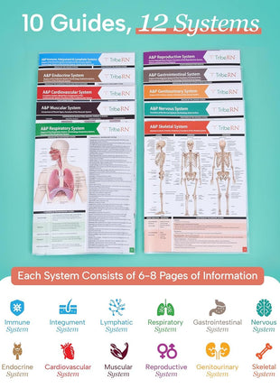 TribeRN Anatomy & Physiology Study Guides - Set of 10 Human Anatomy Guides for Nursing Students, School, College, Medical Professions - 12 Topics on Body Systems w/ Reference Charts & Terminology