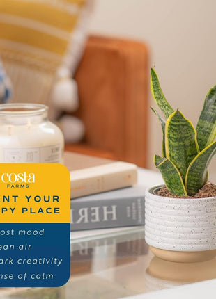 Costa Farms Snake Plant, Live Plants in Plastic Pots, Easy to Maintain, Air Purifying Indoor Succulent Houseplants, Assorted Variety, Home, Room, or Office Decor, Pack of 3, 8-12 Inches Tall