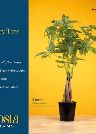 Costa Farms Money Tree Live Plant in Decorative Pot, Easy to Maintain, Air Purifying Braided Indoor Houseplant, Home, Room, or Office Decor, House Warming or Birthday Gift, 12-16 Inches Tall