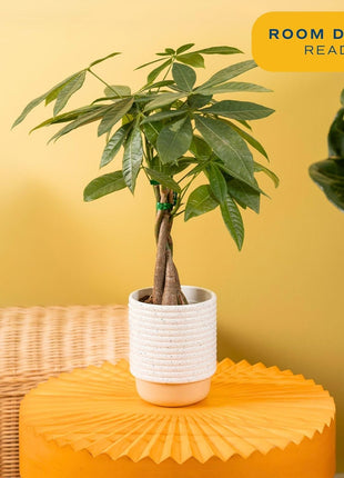 Costa Farms Money Tree Live Plant in Decorative Pot, Easy to Maintain, Air Purifying Braided Indoor Houseplant, Home, Room, or Office Decor, House Warming or Birthday Gift, 12-16 Inches Tall