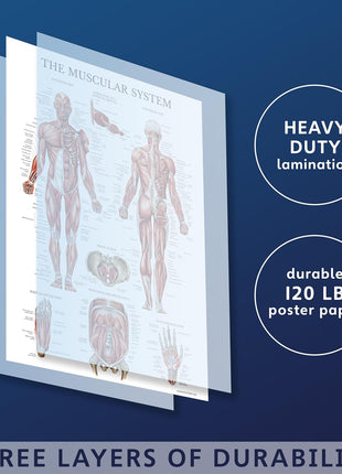 Palace Learning Muscular & Skeletal System Anatomical Poster Set - LAMINATED 2 Chart Set - Human Skeleton & Muscle Anatomy - (18 inch x 24 inch)