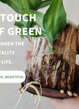 Brazilian Lucky Tree Plants, Bamboo and Trays, Small Plant desks, Good Luck Offices, Kitchens, Living Rooms, Home Decorations, Brazilian Lucky Tree