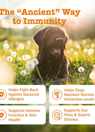Zesty Paws Dog Allergy Relief - Anti Itch Supplement - Omega 3 Probiotics for Dogs - Digestive Health - Soft Chews for Skin & Seasonal Allergies - with Epicor Pets - Bison - 90ct (Pack of 2)