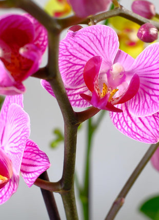 Premium Purple Live Orchid Plant Blooming in 3.5 inch Blue & White Orchid Pot, Live Plants, Houseplant Gifts, Approx. 16 inch Tall, Pet Friendly Houseplants, Phalaenopsis Moth Flower by Plants for Pets