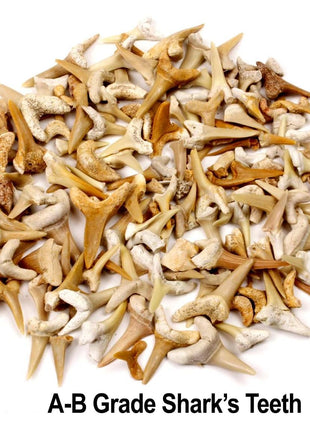 SHARK TEETH Fossils (1 Pound) Bulk Wholesale, Grade A & B Mix Genuine Moroccan, 50-60 Million Years old (Paleocene Period), Real Authentic Shark Tooth Collection, and Fossil Book & ID Card