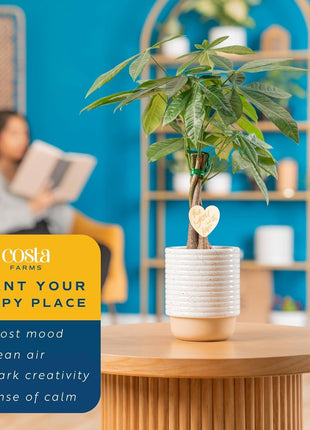 Costa Farms Money Tree Live Plant in Decorative Pot, Easy to Maintain, Air Purifying Braided Indoor Houseplant, Home, Room, or Office Decor, House Warming or Birthday Gift, 12-16 Inches Tall